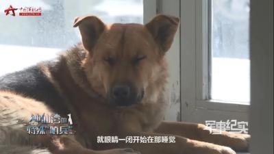 “哨兵”，你打瞌睡的事儿被知道了！