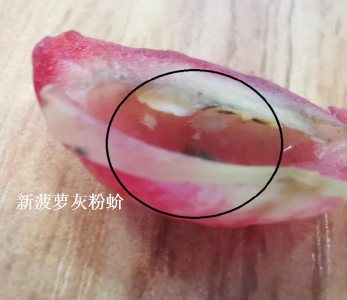 刚刚，国台办公开图片反击指责！