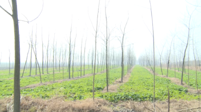 建百万亩森工原料林基地 助推乡村振兴
