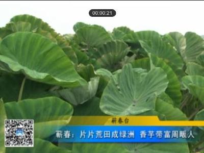 视频|蕲春：片片荒田成绿洲 香芋带富周畈人