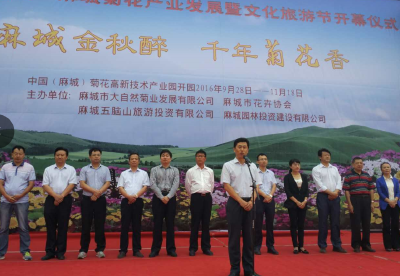 麻城开建国内最大的菊花种质基因库