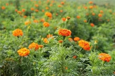 襄阳老河口市竹林桥镇