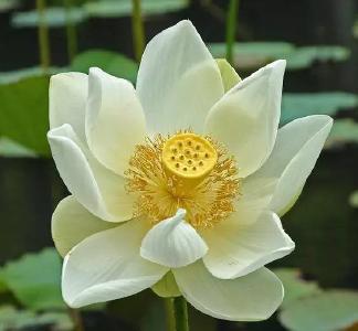 东坡三章  