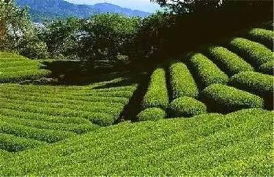 龟山岩绿