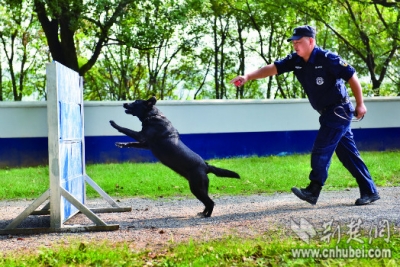黄石有一群警犬堪比电影《湄公河行动》中的“啸天”