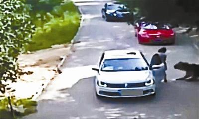 八达岭老虎咬人伤者家属首发声:下车并非因吵架