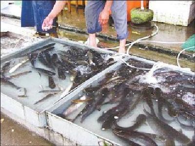 武汉淡水鱼价每斤跌至10元内 秋季集中供应是主因