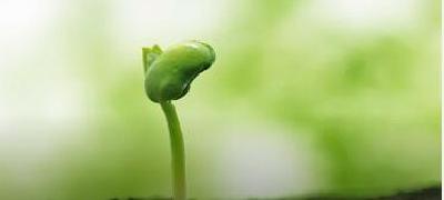 市场的力量“种子”的情怀