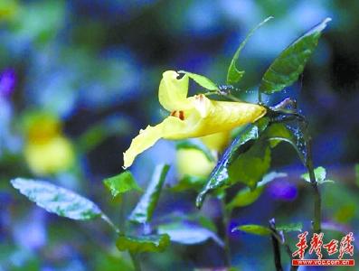 永州双牌现生存一亿年花朵 活蹦乱跳如同活虾