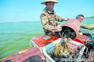 梁子湖螃蟹迟到半月出水 体型变小味道更美