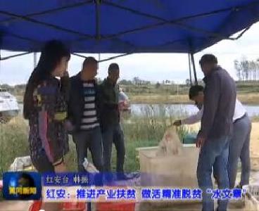 视频｜红安：推进产业扶贫 做活精准脱贫“水文章”