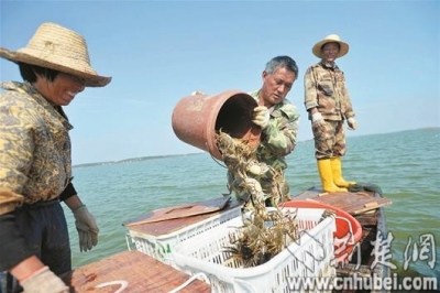 梁子湖螃蟹迟到半月出水 体型变小味道更美