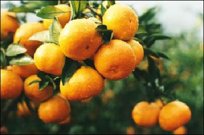 湖北柑橘产业上台阶最贵橘子5元一个橘子还能做成醋