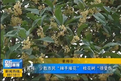 视频|黄梅：少数市民“辣手摧花” 桂花树“很受伤”