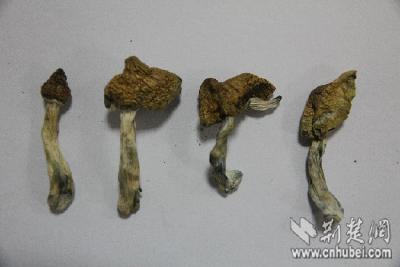 “白富美”为赚留学费用贩毒 被擒进班房后悔万分