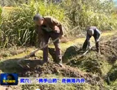 视频|武穴：开展标准化种植 “佛手山药”走俏海内外