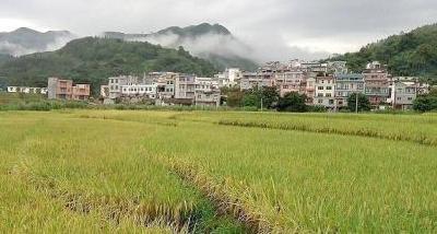 5旬男子作案每晚偷稻谷2000多斤 惯偷蕲春落网
