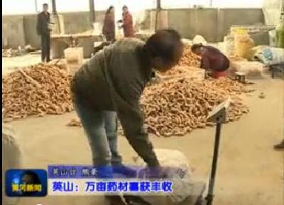视频|英山：大灾之年不见灾 万亩药材喜丰收