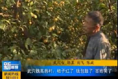 视频|武穴魏高邑村：桔子红了 钱包鼓了 百姓笑了