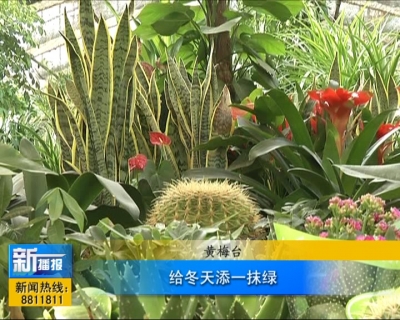 视频｜给冬天添一抹绿