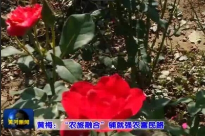 黄梅：“农旅融合”铺就强农富民路