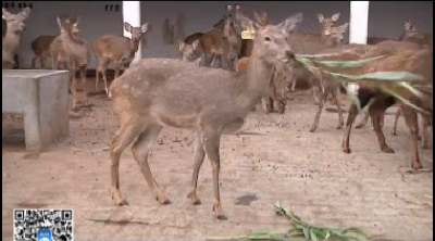 视频|深山养鹿   年入千万