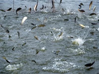 淡水鱼逆势涨价两成多 今冬腌腊鱼价格略高