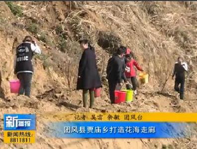 视频|团风县贾庙乡： 打造花海走廊