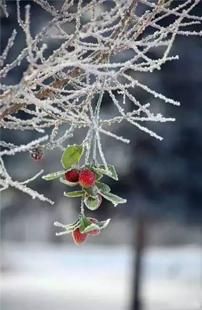 飘进唐诗宋词里的小雪  