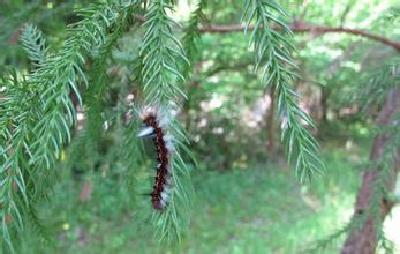全省林业有害生物发生趋势会商会在我市召开