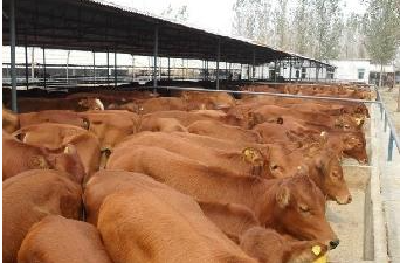 团风石家庄村：产业扶贫   “造血”助民精准脱贫