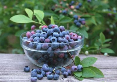 黄梅致力打造“全国蓝莓之乡” 实现脱贫增收