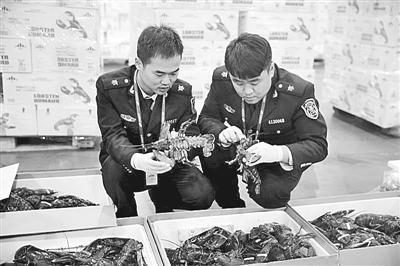 年夜饭又添大菜 宁波口岸首次进口活体波士顿龙虾