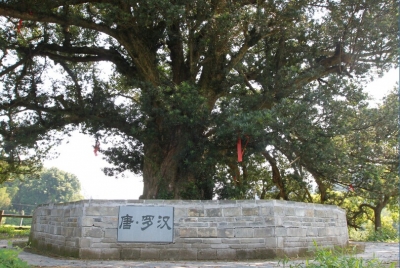 红安县邀请省林业厅专家为古树“把脉问诊