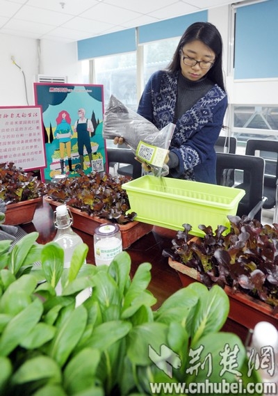 90后海归小丫回汉种菜 种出菜薹甜度堪比水果