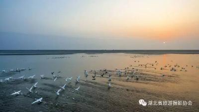 “雷池湿地 候鸟天堂”——省旅游摄影协会会员作品欣赏（一）