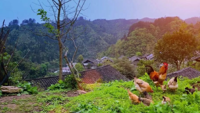 六千只土鸡走出大山 村民乐开怀