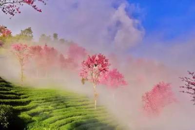 中国最美的冬樱花要开了！这里是春天最早到达的地方  