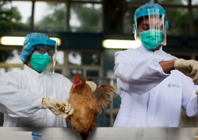 湖北新确诊1例H7N9病例 专家:熟透家禽可放心食用