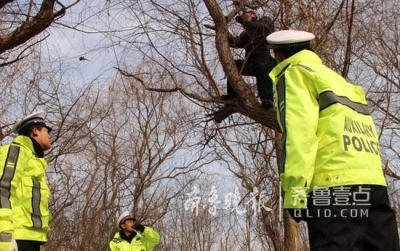 男子酒后驾驶遇交警 为躲处罚爬上十几米高大树
