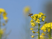 福州近百亩油菜花盛放醉游人