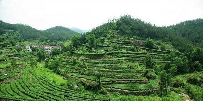 《新春走基层》：英山 大别茶访积极备战迎接春茶上市