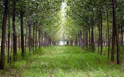 今年红安县将造林绿化4.5万亩