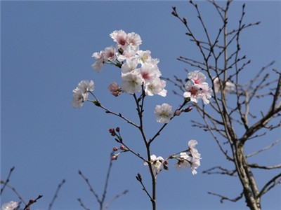  湖北连晴三天似“回春” 今日局地现强浓雾