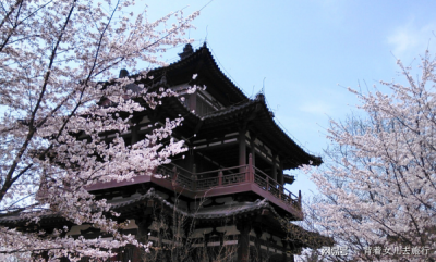 国内这9个樱花胜地比东京樱花美百倍 