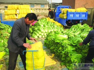 蔬菜产能过剩致今春菜价跳水 菜农批发商赔惨