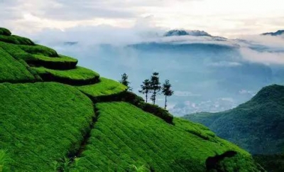 英山千斤坪：从渔业大乡到鱼美之香的华丽嬗变