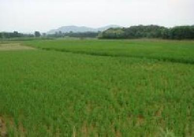 浠水2万多亩高标准示范农田开工建设