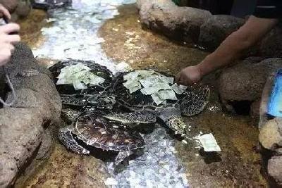 中国人祈福为何爱往池子里扔钱？有人直接扔银行卡