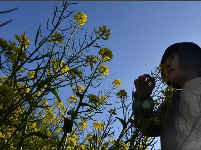 福州近百亩油菜花盛放醉游人